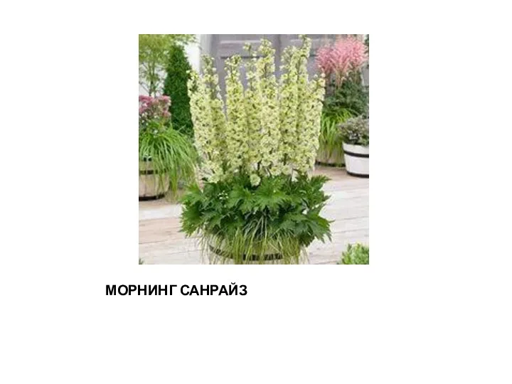 МОРНИНГ САНРАЙЗ