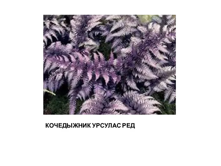 КОЧЕДЫЖНИК УРСУЛАС РЕД