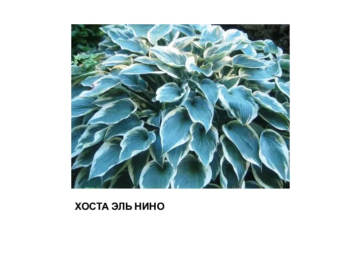 ХОСТА ЭЛЬ НИНО