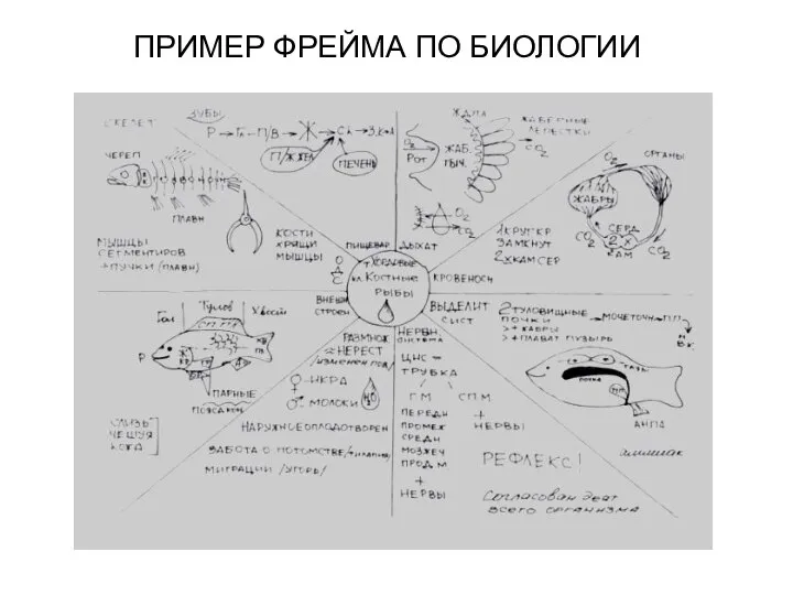 ПРИМЕР ФРЕЙМА ПО БИОЛОГИИ