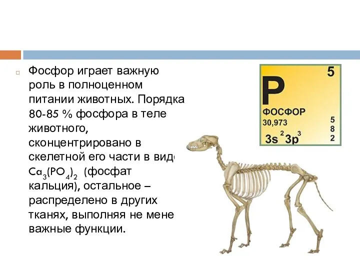 Фосфор играет важную роль в полноценном питании животных. Порядка 80-85 % фосфора