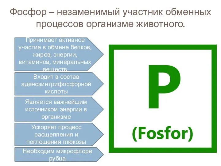 Фосфор – незаменимый участник обменных процессов организме животного. Принимает активное участие в