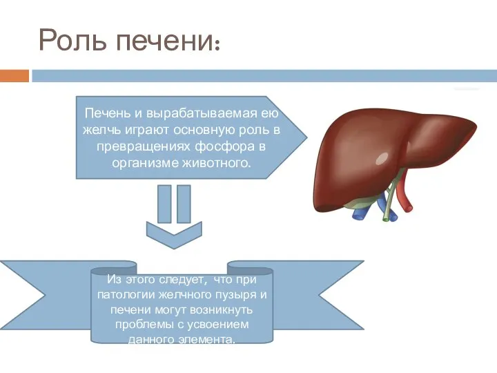 Печень и вырабатываемая ею желчь играют основную роль в превращениях фосфора в