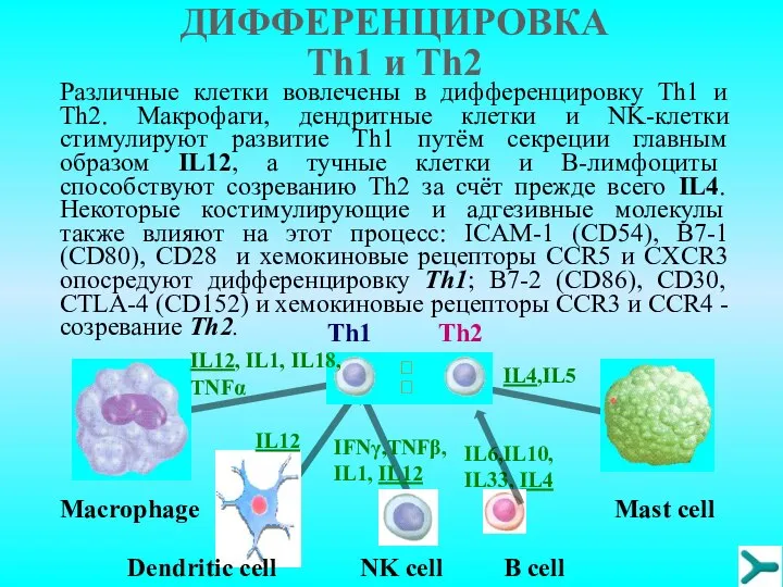 Различные клетки вовлечены в дифференцировку Тh1 и Тh2. Макрофаги, дендритные клетки и