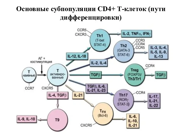 Основные субпопуляции CD4+ Т-клеток (пути дифференцировки)