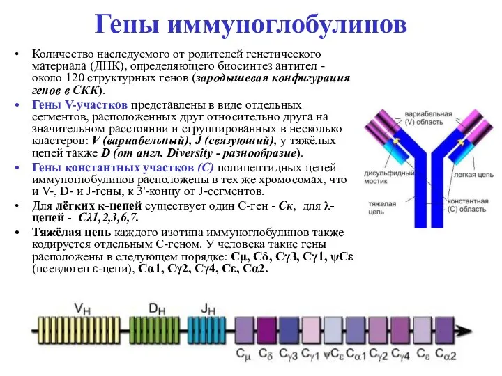 Гены иммуноглобулинов Количество наследуемого от родителей генетического материала (ДНК), определяющего биосинтез антител