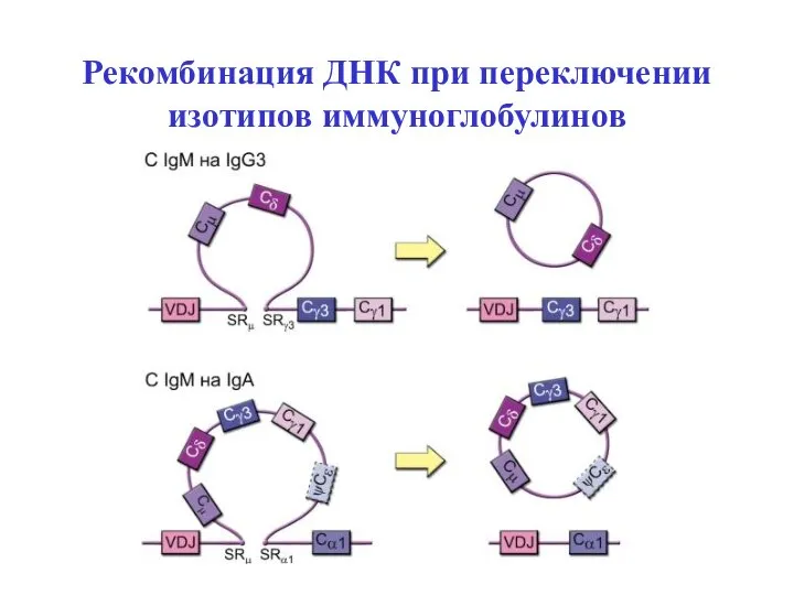 Рекомбинация ДНК при переключении изотипов иммуноглобулинов