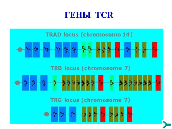 ГЕНЫ TCR