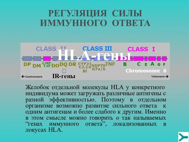 Желобок отдельной молекулы HLA у конкретного индивидума может загружать различные антигены с