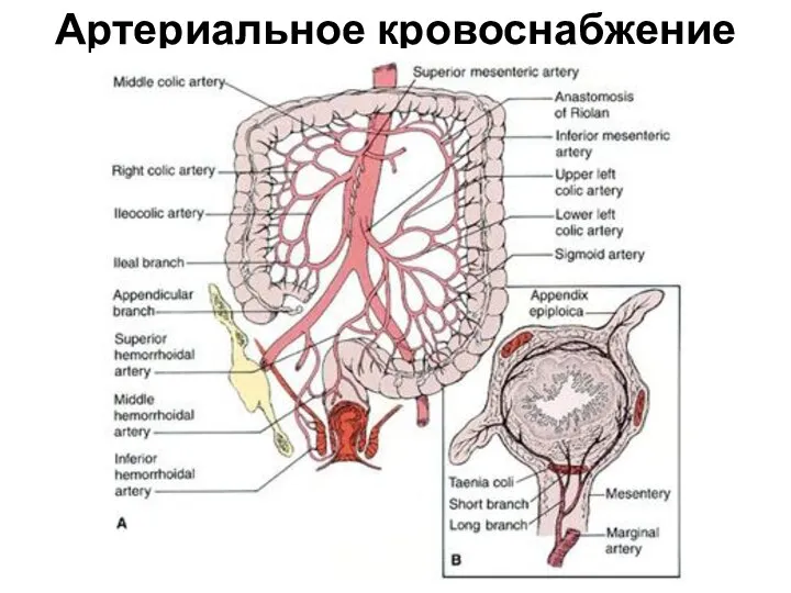 Артериальное кровоснабжение