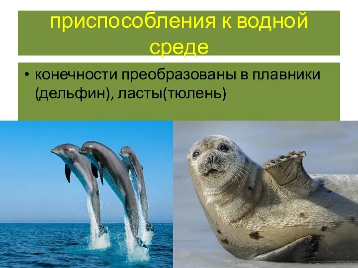 приспособления к водной среде конечности преобразованы в плавники(дельфин), ласты(тюлень)