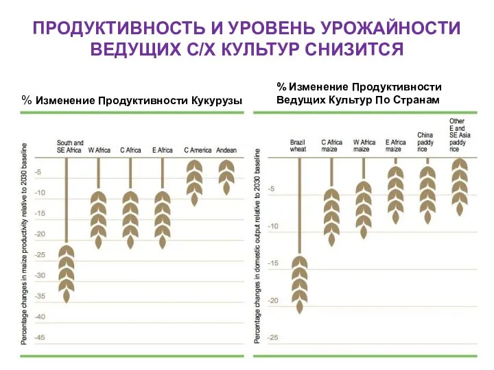 ПРОДУКТИВНОСТЬ И УРОВЕНЬ УРОЖАЙНОСТИ ВЕДУЩИХ С/Х КУЛЬТУР СНИЗИТСЯ % Изменение Продуктивности Кукурузы