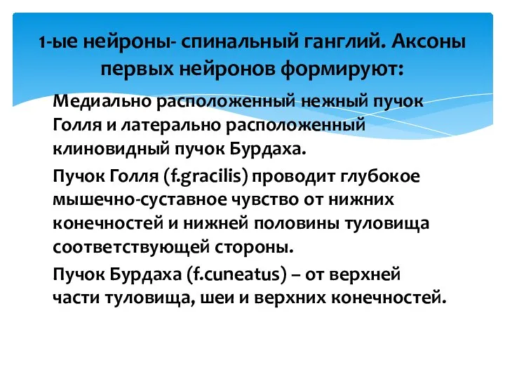 Медиально расположенный нежный пучок Голля и латерально расположенный клиновидный пучок Бурдаха. Пучок