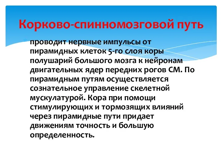 проводит нервные импульсы от пирамидных клеток 5-го слоя коры полушарий большого мозга