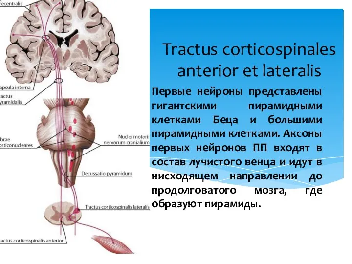 Первые нейроны представлены гигантскими пирамидными клетками Беца и большими пирамидными клетками. Аксоны