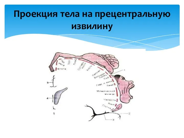 Проекция тела на прецентральную извилину