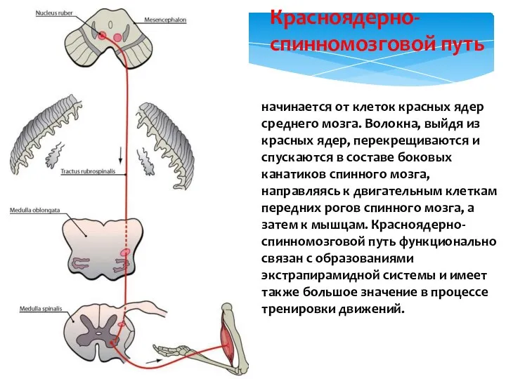 начинается от клеток крас­ных ядер среднего мозга. Волокна, выйдя из красных ядер,