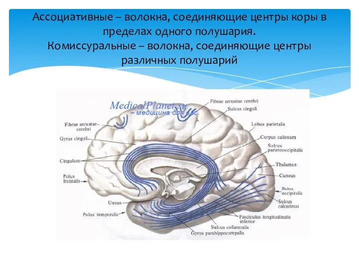 Ассоциативные – волокна, соединяющие центры коры в пределах одного полушария. Комиссуральные –