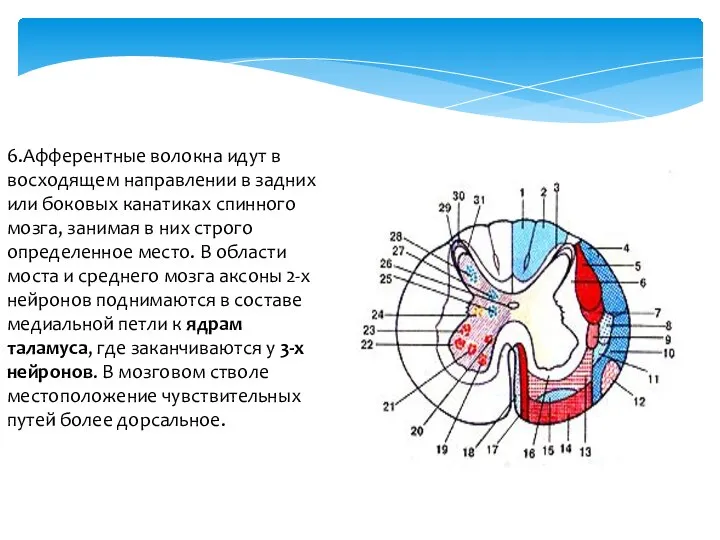 6.Афферентные волокна идут в восходящем направлении в задних или боковых канатиках спинного