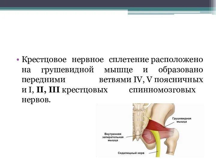 Крестцовое нервное сплетение расположено на грушевидной мышце и образовано передними ветвями IV,