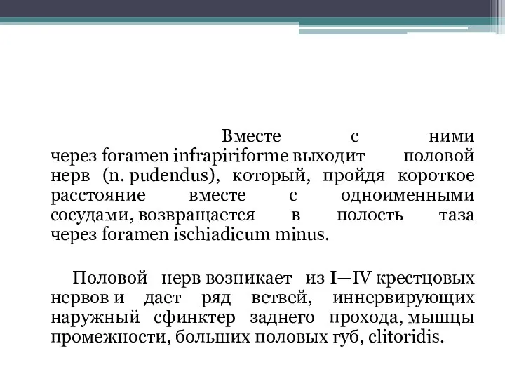 Вместе с ними через foramen infrapiriforme выходит половой нерв (n. pudendus), который,