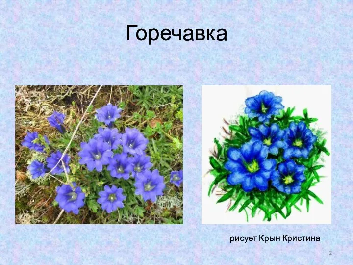 Горечавка рисует Крын Кристина