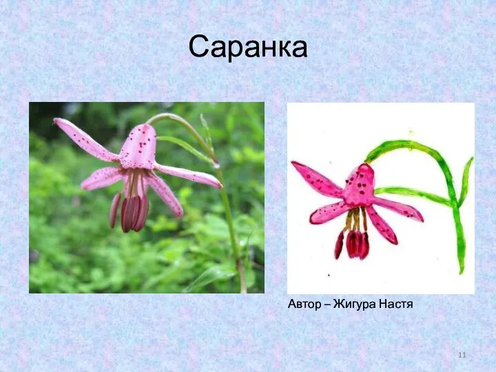 Саранка Автор – Жигура Настя