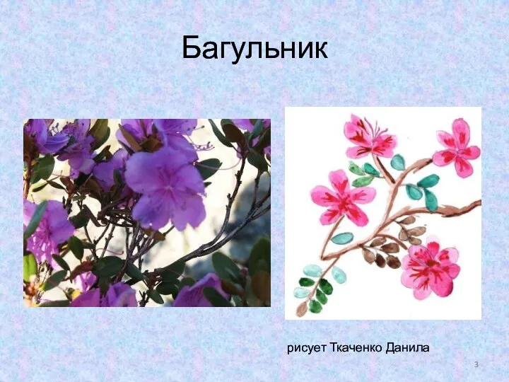 Багульник рисует Ткаченко Данила