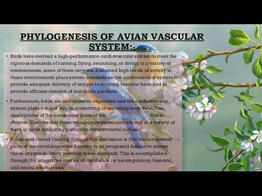 PHYLOGENESIS OF AVIAN VASCULAR SYSTEM:- Birds have evolved a high-performance cardiovascular system