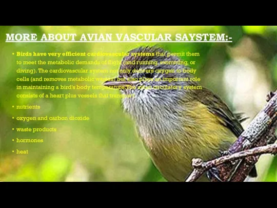 MORE ABOUT AVIAN VASCULAR SAYSTEM:- Birds have very efficient cardiovascular systems that