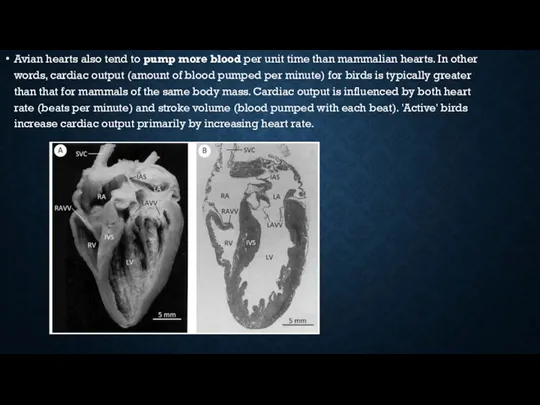 Avian hearts also tend to pump more blood per unit time than