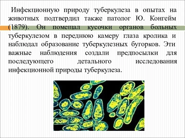 Инфекционную природу туберкулеза в опытах на животных подтвердил также патолог Ю. Конгейм