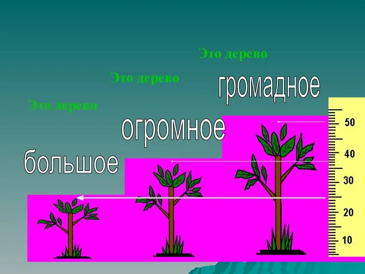 Это дерево большое огромное громадное Это дерево Это дерево