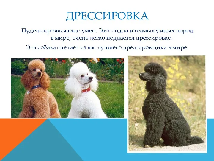 ДРЕССИРОВКА Пудель чрезвычайно умен. Это – одна из самых умных пород в