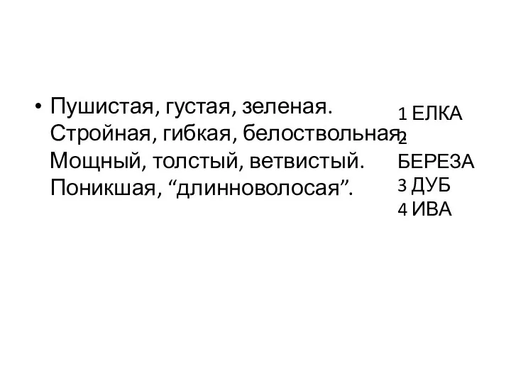 Пушистая, густая, зеленая. Стройная, гибкая, белоствольная. Мощный, толстый, ветвистый. Поникшая, “длинноволосая”. 1