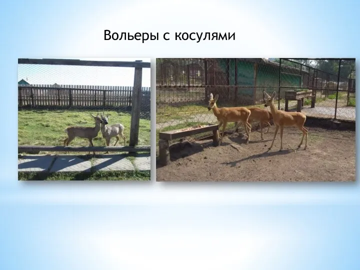 Вольеры с косулями