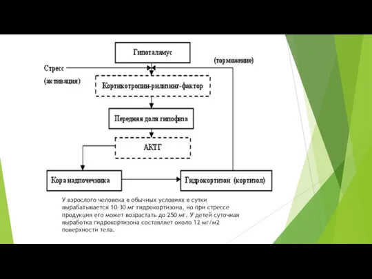 У взрослого человека в обычных условиях в сутки вырабатывается 10-30 мг гидрокортизона,