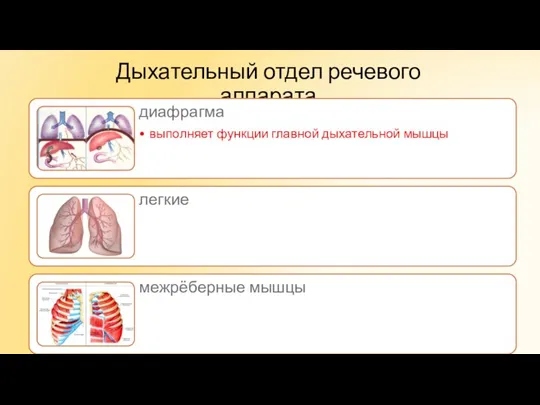 Дыхательный отдел речевого аппарата
