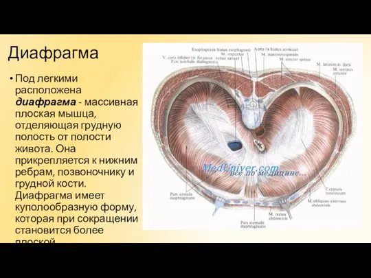 Диафрагма Под легкими расположена диафрагма - массивная плоская мышца, отделяющая грудную полость