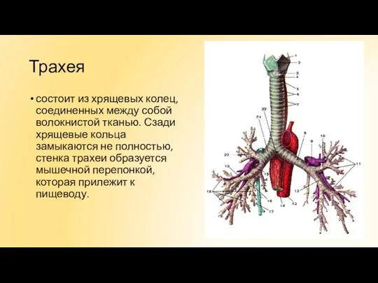 Трахея состоит из хрящевых колец, соединенных между собой волокнистой тканью. Сзади хрящевые