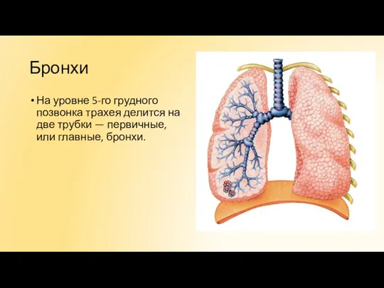 Бронхи На уровне 5-го грудного позвонка трахея делится на две трубки — первичные, или главные, бронхи.