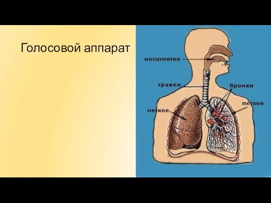 Голосовой аппарат