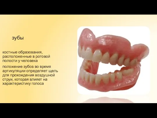 костные образования, расположенные в ротовой полости у человека положение зубов во время