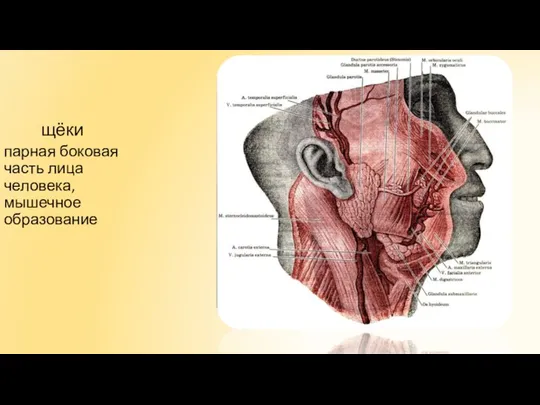 парная боковая часть лица человека, мышечное образование щёки