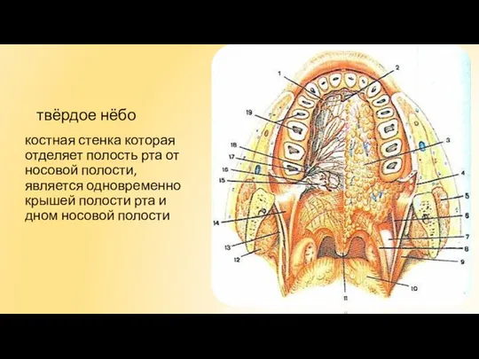костная стенка которая отделяет полость рта от носовой полости, является одновременно крышей
