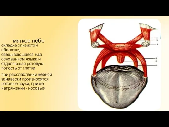 складка слизистой оболочки, свешивающаяся над основанием языка и отделяющая ротовую полость от