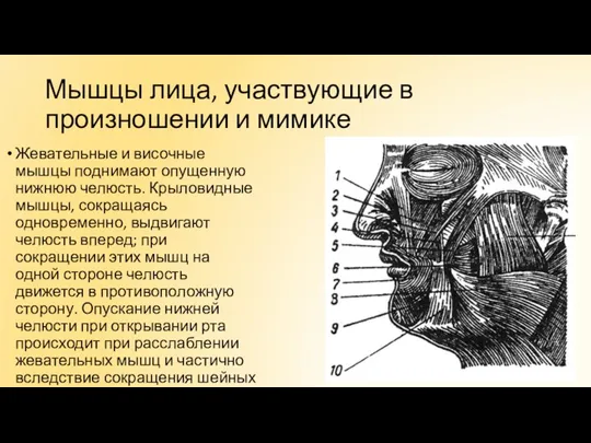 Мышцы лица, участвующие в произношении и мимике Жевательные и височные мышцы поднимают