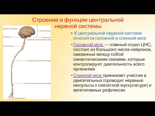 Строение и функции центральной нервной системы К центральной нервной системе относится головной