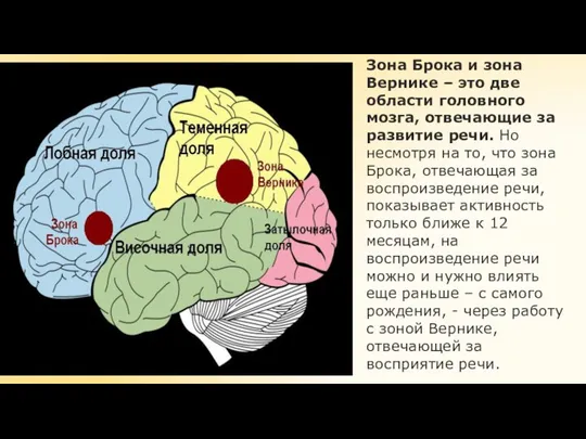 Зона Брока и зона Вернике – это две области головного мозга, отвечающие