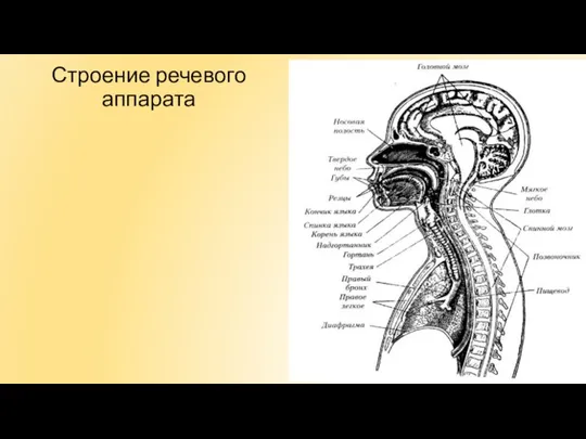 Строение речевого аппарата